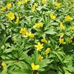 Anemone ranunculoidesList