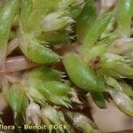 Crassula alata Beste bat