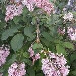 Syringa josikaea Flower