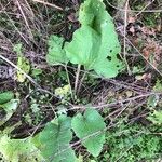 Arctium minus 葉