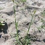 Cenchrus spinifex Blatt