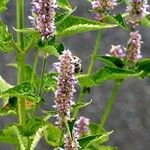 Agastache rugosa Mosusu
