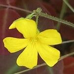 Oxalis hedysaroides Virág