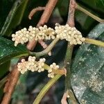 Minquartia guianensis Flower