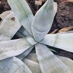 Agave guiengola Hoja