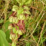 Orchis anthropophora 花