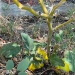 Solanum dimidiatum Gyümölcs