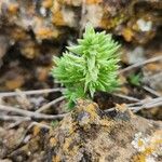 Crassula schimperi Leaf