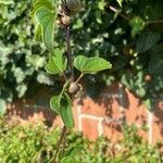 Dioscorea oppositifolia Fruit