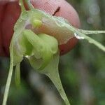 Aeranthes antennophora Flower