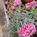 Dianthus caryophyllusFlor