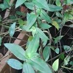 Tripogandra serrulataFuelha