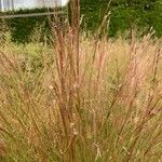 Schizachyrium scoparium Blatt