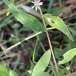 Symphyotrichum lateriflorum 葉