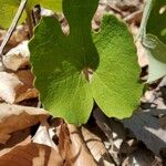 Sanguinaria canadensisFolha