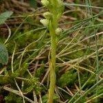 Goodyera repens Облик