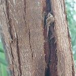 Eucalyptus camaldulensis Bark