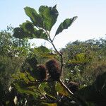 Banksia robur फूल