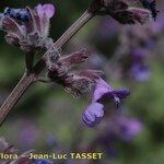 Nepeta nepetella 花