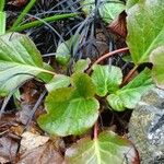 Bergenia crassifolia Leaf