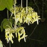 Mucuna holtonii Іншае