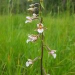 Epipactis palustris Kvet