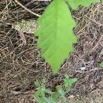 Quercus michauxii Leaf