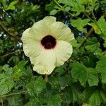 Hibiscus diversifolius Flower