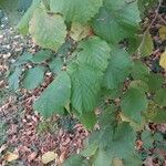 Corylus americana Leaf