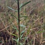 Maerua endlichii Leaf