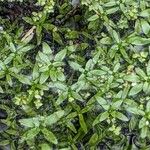 Callitriche palustris 葉