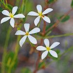 Sabatia brevifolia Kvet