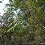 Alstonia lanceolifera Habit