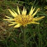 Tragopogon dubius Blüte