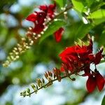 Erythrina crista-galli Flower