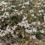 Frankenia corymbosa Flor