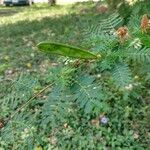 Calliandra surinamensis Gyümölcs