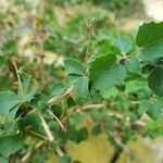 Berberis congestiflora Leaf