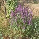 Lythrum virgatumFiore