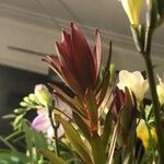 Leucadendron salignum Цветок