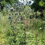 Echinops sphaerocephalus Облик