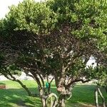 Euclea racemosa Hostoa