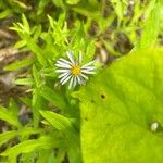 Symphyotrichum puniceum 花