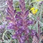 Orobanche lavandulacea Flor