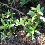 Gratiola virginiana Habitat