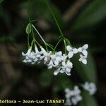 Asperula tinctoria 花
