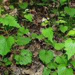 Alliaria petiolata Leaf