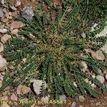 Astragalus depressus Costuma