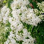 Sambucus australisКветка