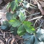 Sanicula canadensis Hoja